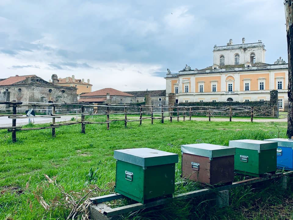 REGGIA DI CARDITELLO, MILLE GELSI PER SOSTENERE GIOVANI COLTIVATORI