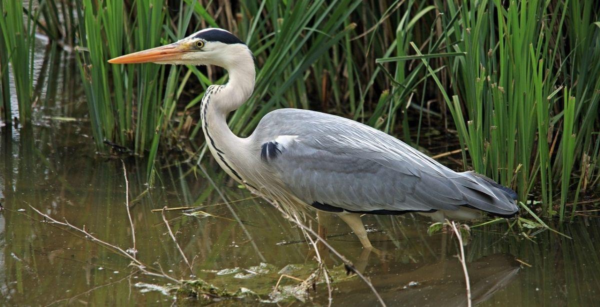 Parchi Lazio: fauna nelle zone umide, monitorati oltre 11.000 esemplari nei laghi Bracciano, Martignano e Monterosi