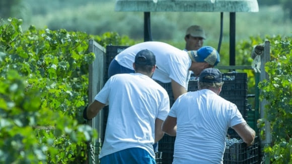 “LE UVE RACCONTANO”: UN VIAGGIO TRA GLI AREALI VITATI DELLA SICILIA